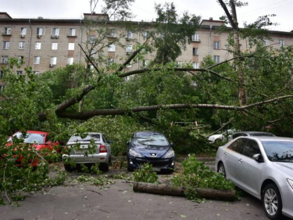 Ураган в Москве 2017: МЧС объяснило отсутствие экстренного оповещения перед ураганом