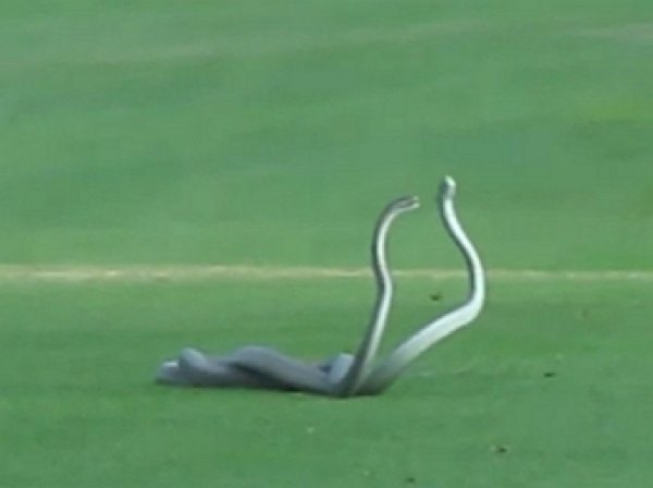 YouTube впечатлило ВИДЕО, как ядовитые змеи подрались на поле для гольфа, помешав игре