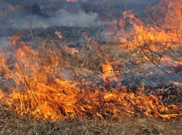 В Красноярском крае из-за ветра пожары охватили два района, погибли два человека (ВИДЕО)