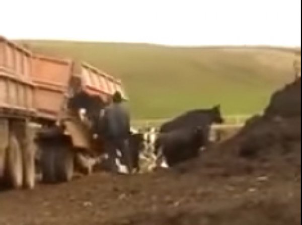 YouTube возмутило ВИДЕО, на котором живых коров вывалили прямо из "КамАЗа"