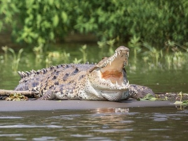 В Африке крокодилы съели священника, пытавшегося повторить чудо Христа