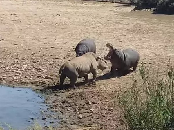 В ЮАР разгневанный бегемот убил мешавшего ему носорога у водопоя (ВИДЕО)