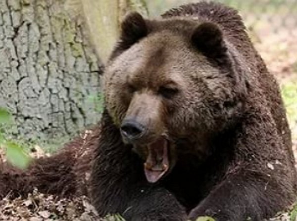 На Аляске 11-летний мальчик спас родственников от медведя (ФОТО)