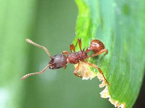 В Японии впервые в истории смертельно опасный муравей укусил человека