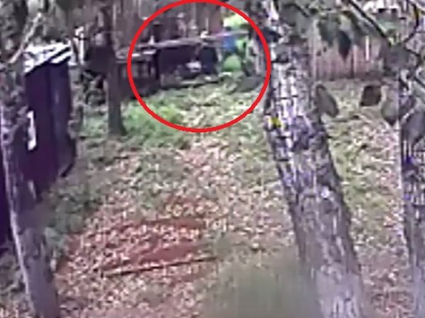 В Иркутской области медведь откусил руку пьяному посетителю кафе: видео ЧП появилось на YouTube