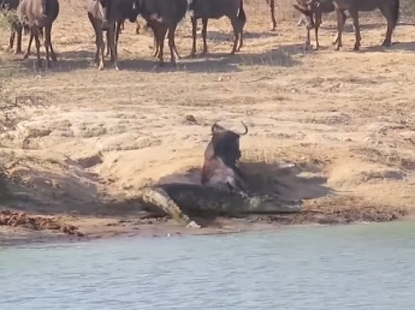 На YouTube попало ВИДЕО, как два бегемота отбили антилопу гну у крокодила