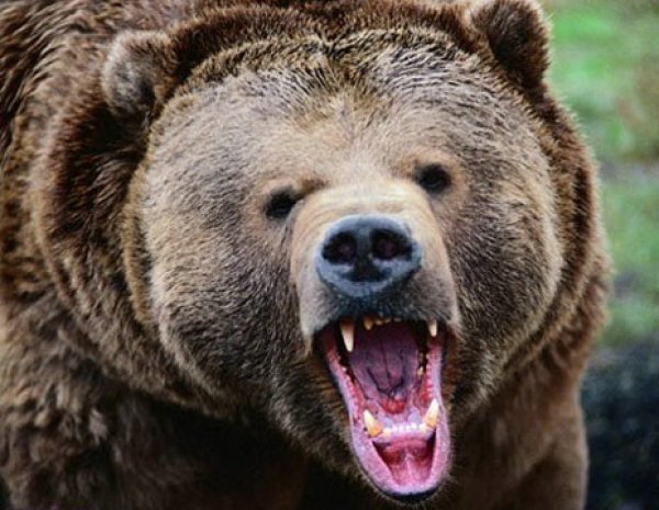 На Таймыре дикий медведь насмерть задрал 6-летнего ребенка