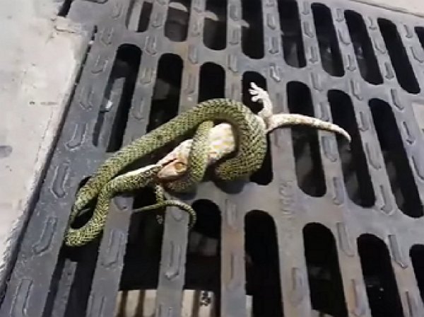 На YouTube появилось видео смертельной схватки геккона и ядовитой змеи