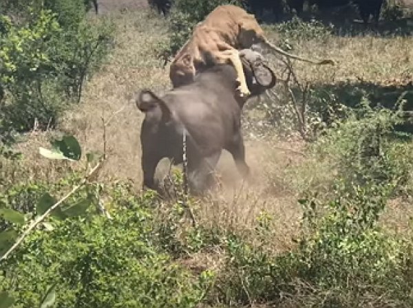Опубликовано видео эпичной схватки львицы с буйволом