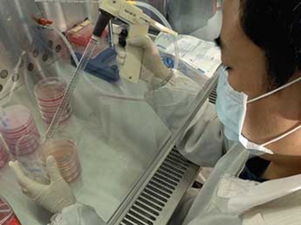 Япония на грани смертельной эпидемии: уже 500 человек поразила "плотоядная бактерия"
