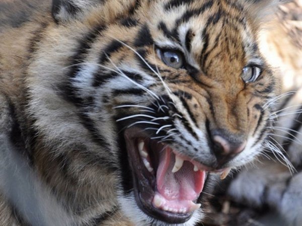 Опубликовано YouTube видео, как тигр загрыз смотрителя на глазах у посетителей зоопарка