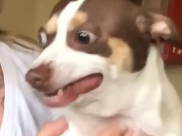 Видео со злобно рычащей собакой стало хитом на YouTube