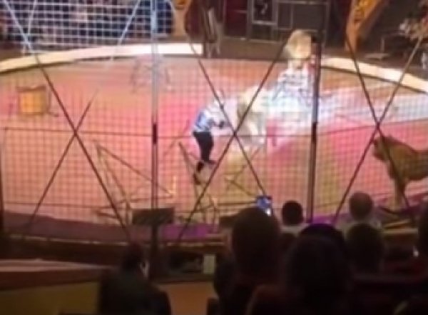 В Луганском цирке лев напал на дрессировщика во время представления (ВИДЕО)