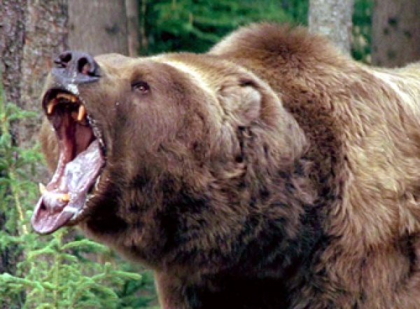 Медведь разорвал 12 лошадей депутата Госдумы (ФОТО)