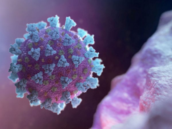 Ученые показали на видео, как коронавирус атакует клетку человека