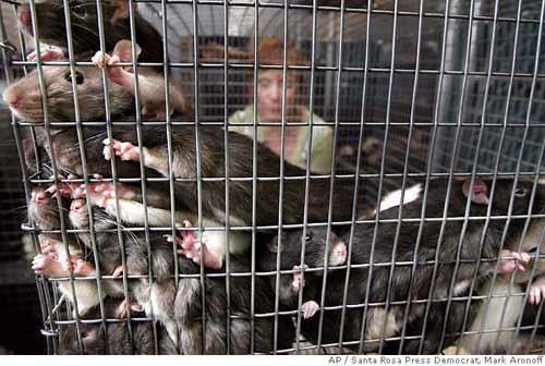 1000 крыс прописались в одной квартире!