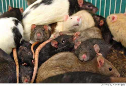 1000 крыс прописались в одной квартире!
