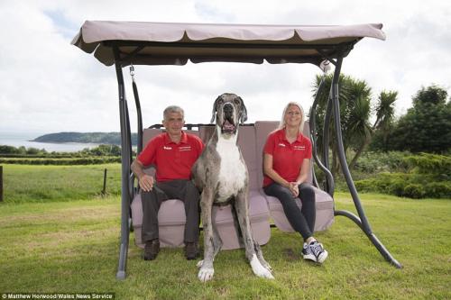 Самая высокая собака в мире – двухметровый дог весом 76 кг