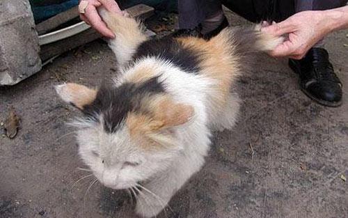 В Китае объявился крылатый кот