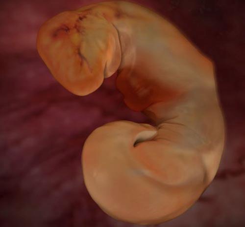 Зрители увидели тайну жизни, скрытую в эмбрионе, по ТВ