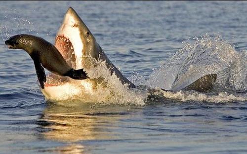 охота белых акул на тюленей