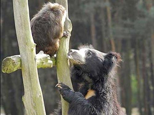 Медведи съели макаку на глазах у зрителей