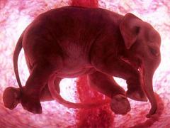 "Канал 4" покажет уникальные фото животных в утробе
