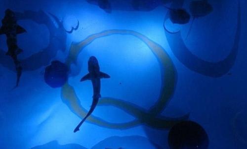 В Техасе открылся бар с акулами