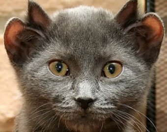 Кот-мутант родился во Владивостоке