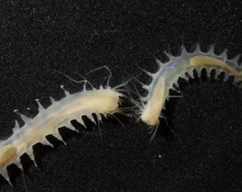 Ученые нашли морского червя, который «кричит» как кит