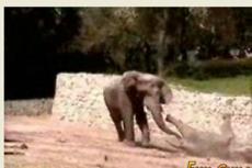 В канадском зоопарке слон наказал слоненка