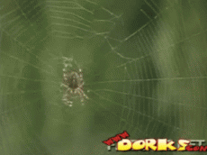 Пьяные пауки плетут пьяную паутину