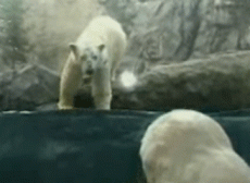 Полярный медведь принял ребенка за морского котика
