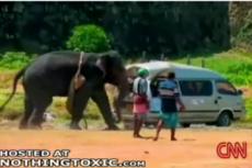 Разбушевавшийся слон напал на погонщиков