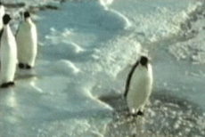 Пингвины – самые несчастные птицы на свете