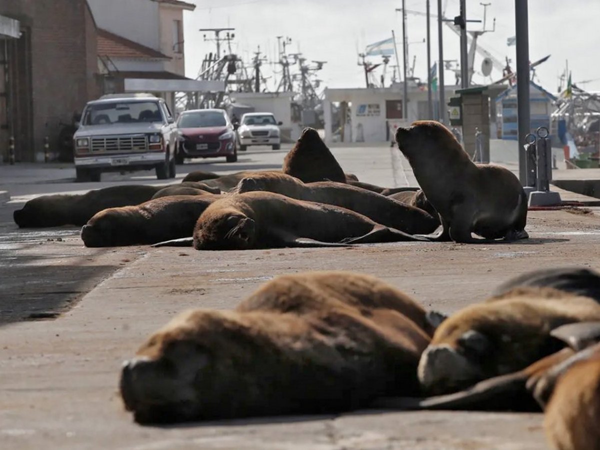 Морские львы заполонили опустевший курорт в Аргентине