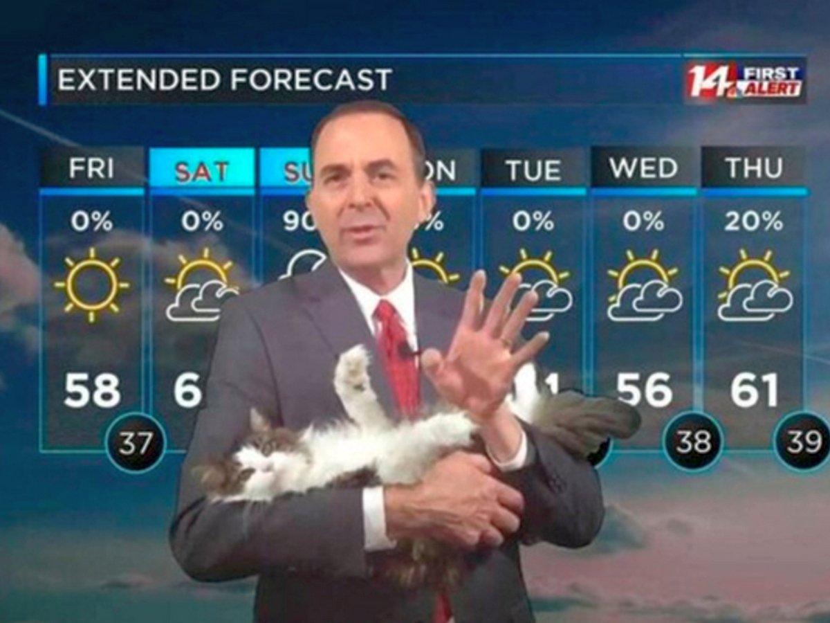 Ведущий прогноза погоды провел эфир с кошкой из дома