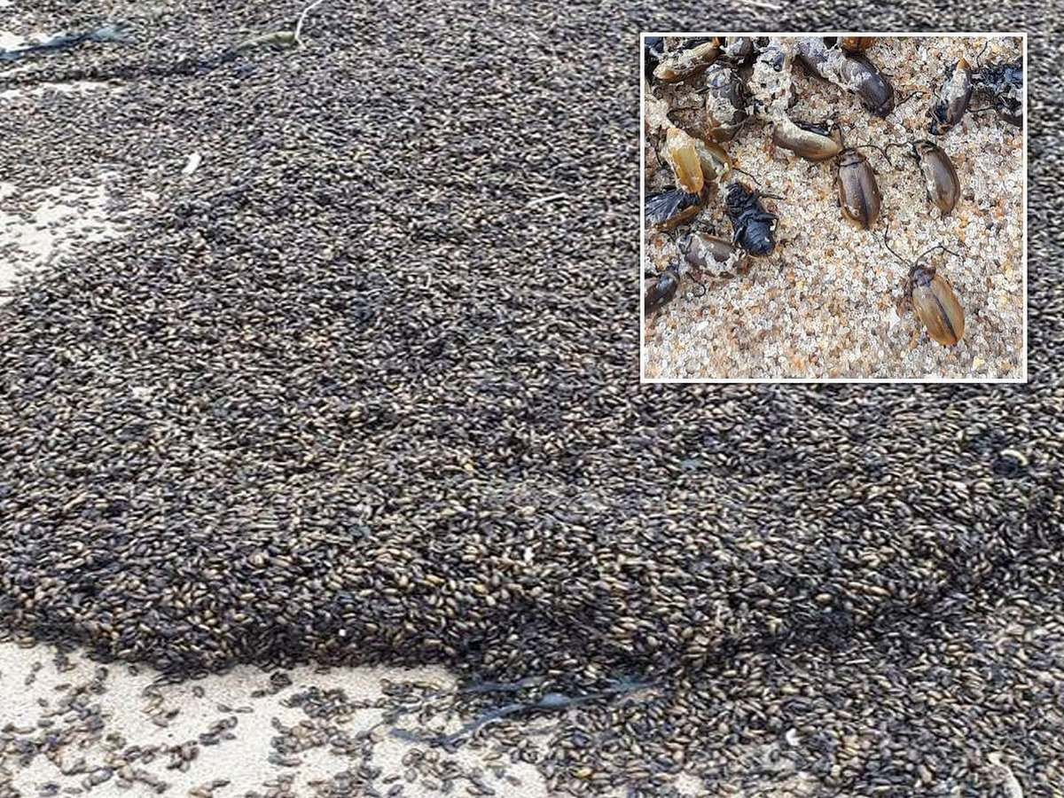 Пляж в Йоркшире засыпало миллионами жуков