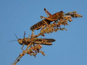 Австралийцы хором исполнили «На поле танки грохотали»