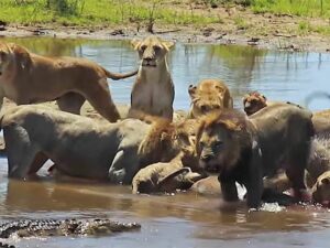 Схватку голодного крокодила и пяти львиц сняли на видео
