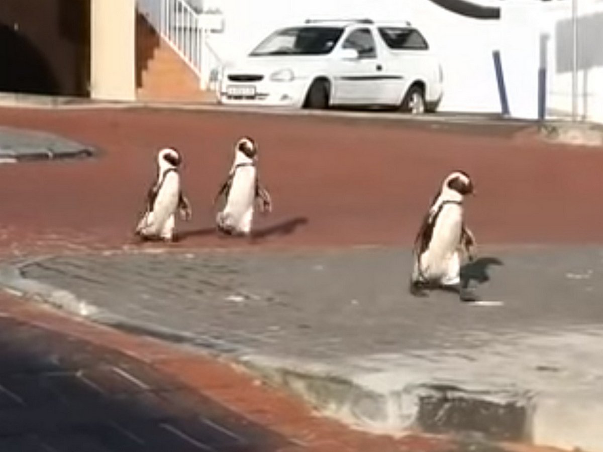 Пингвины осваиваются на улицах Кейптауна
