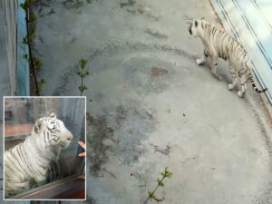 Видео «депрессивного» тигра из китайского зоопарка стало вирусным