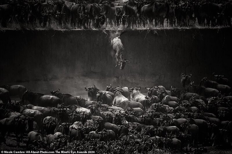 Лучшие работы конкурса AllAbout Photo Award 2020