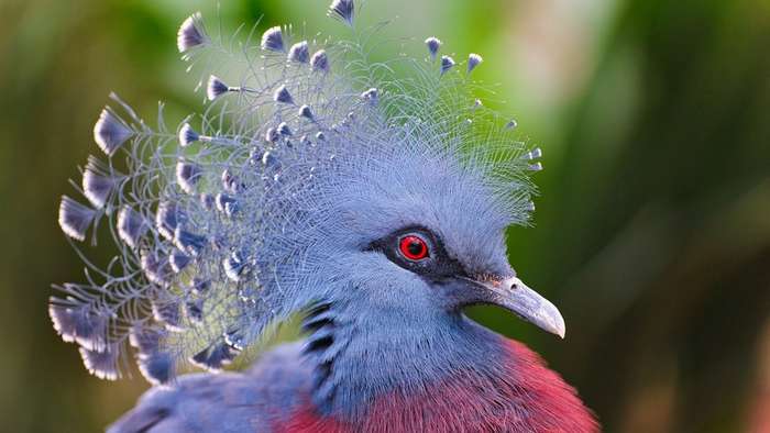 Самые удивительные птицы мира