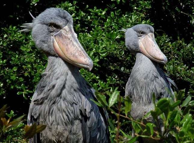 Самые удивительные птицы мира