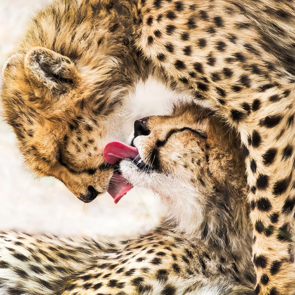 Призеры конкурса Sony World Photography Awards 2020