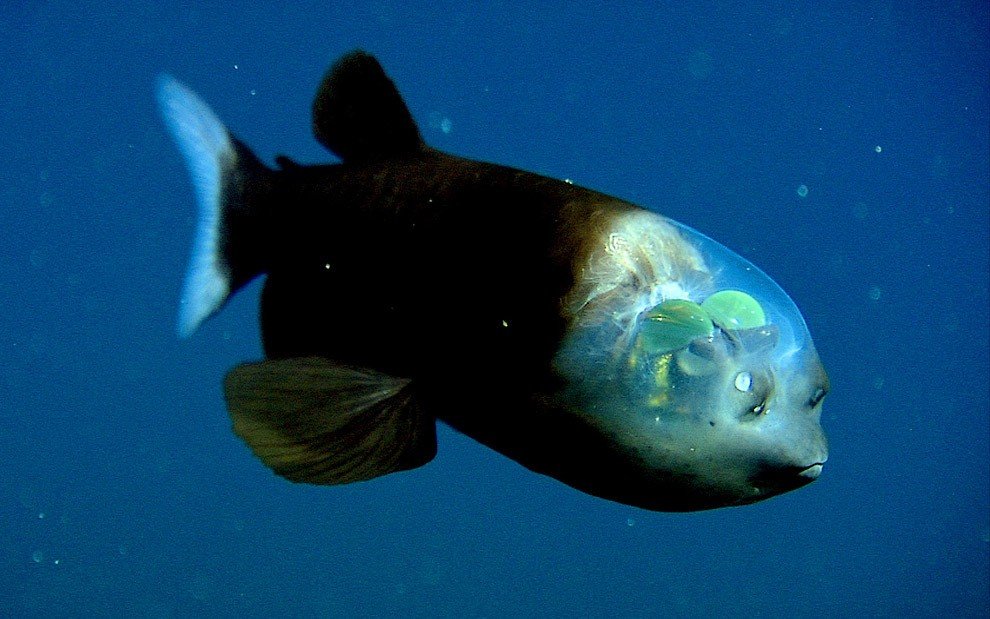 Десять самых необычных океанских рыб