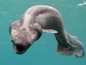 Десять самых необычных океанских рыб