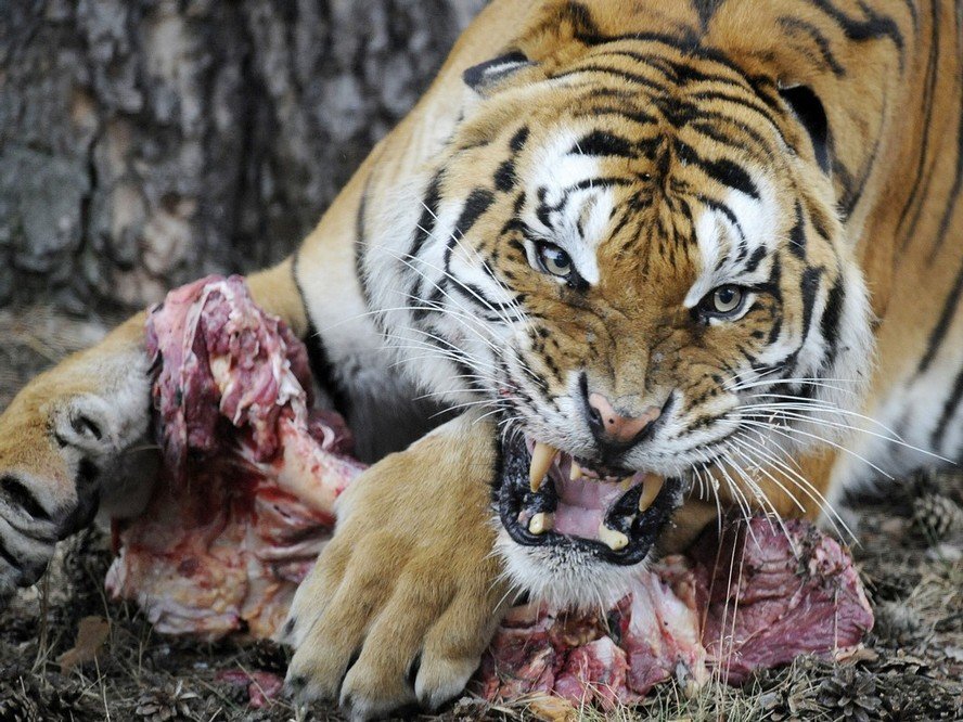 Зоопарк решил скормить одних животных другим из-за коронавируса