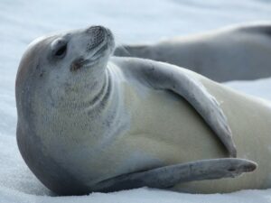 Тюлень, танцующий на льдине, стал интернет-звездой